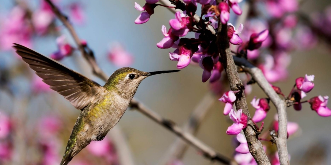 a humming bird flying next to a tree with pink flowers